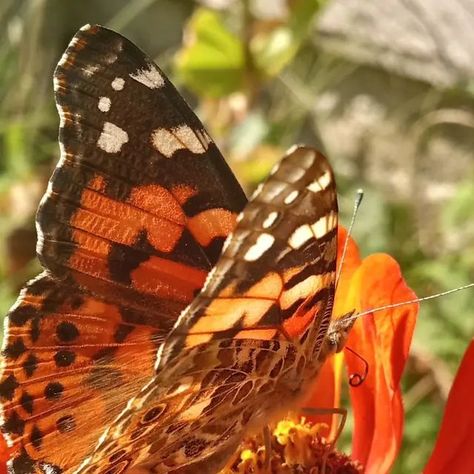 Orange Butterfly & Buds Orange Butterfly Aesthetic, Butterfly Aesthetic, Orange Butterfly, Late Summer, Anton, Summer Vibes, Orange