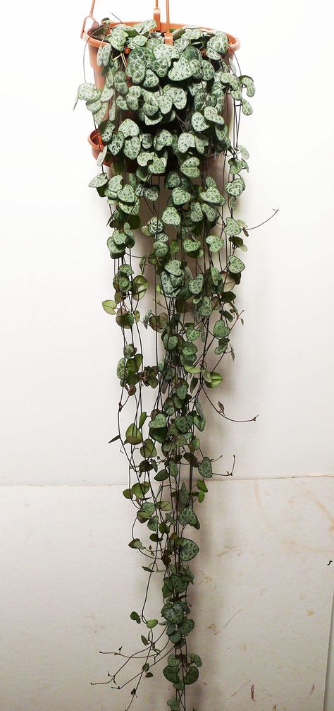 Indoor Vine Plants, Indoor Climbing Plants, Wall Climbing Plants, Indoor Vines, Creepers Plants, Ceropegia Woodii, Large Indoor Plants, String Of Hearts, Indoor Flowering Plants