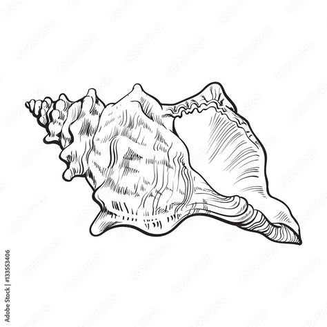 Download spiral conch sea shell, sketch style vector illustration isolated on white background. Realistic hand drawing of saltwater conch, sea snail shell Stock Vector and explore similar vectors at Adobe Stock. Sea Shell Sketch, Realistic Hand Drawing, Shell Sketch, Sea Snail Shell, Shell Drawing, Ocean Drawing, Shell Tattoos, Etching Prints, Sea Snail