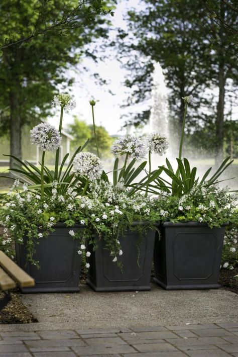 Container Garden Design, Black Planters, Container Gardening Flowers, Garden Containers, Kew Gardens, White Gardens, Container Flowers, Flower Planters, Container Plants