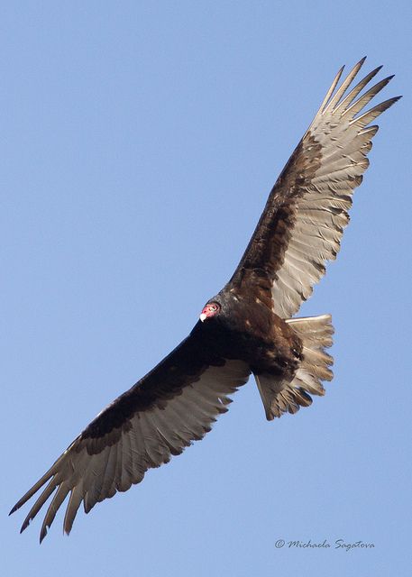 Turkey Vulture  St. Joe hospital pond Flying Vulture, Turkey Vultures, Turkey Vulture, Raptors Bird, Vulture Culture, Modern Birds, Life List, Bird Watcher, A Beast