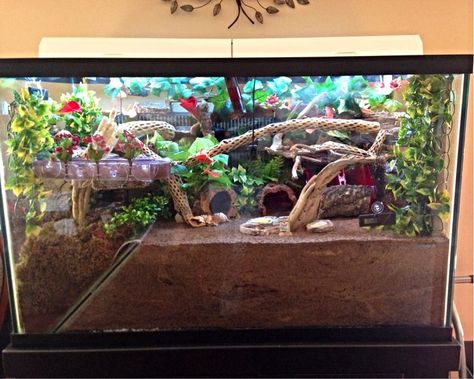 Hermit Crab set up 10 Gallon Hermit Crab Tank Ideas, Hermit Crab Tank Setup, Hermit Crab Habitat Ideas 10 Gallon Tank, Diy Hermit Crab Habitat, Crab Tank Ideas, Hermit Crab Tank Ideas, Hermit Crab Habitat Ideas, Crabitat Ideas, Hermit Crab Cage