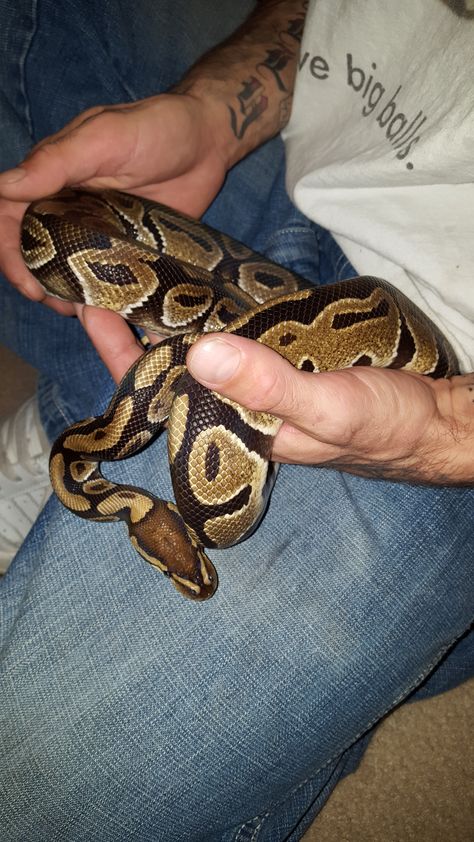 Ball Python Facts Pets, Classic Ball Python, Normal Ball Python, Ball Phytons, Ball Python Colors, Royal Python, Milk Snake, Tonkinese, Ball Pythons