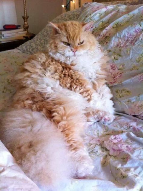 Curly Cats, Poodle Cat, Curly Cat, Beautiful Cat Breeds, Most Beautiful Cat Breeds, Pretty Animals, Silly Animals, Fluffy Cat, Fluffy Animals