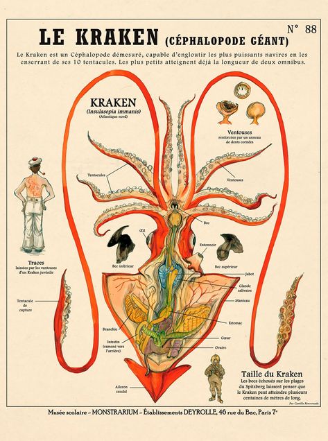 Weird Kafka-Style Anatomies, Fantastic Creatures And Fancies Chart By Camille Renversades Giant Squid, The Kraken, Curious Creatures, Cabinet Of Curiosities, Mythological Creatures, The Human Body, Kraken, Fantastic Beasts, Print Poster