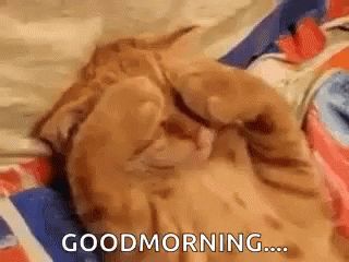 Good Morning Cat GIF - GoodMorning Cat Cats - Discover & Share GIFs Orange Cat, A Cat, Good Morning, Gif, Orange