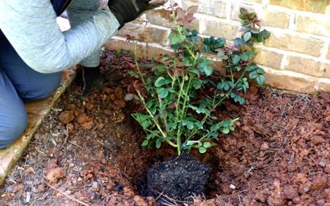 Climbing Roses Fence, Iceberg Climbing Rose, Decor Business Ideas, Home Decor Business Ideas, Heirloom Gardening, Red Climbing Roses, Deadheading Roses, Home Decor Business, Rose Plant Care