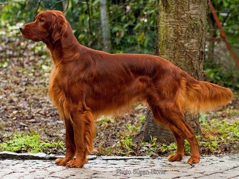 setter irlandais Irish Setter Puppies, Irish Red Setter, Red Setter, Irish Setter Dogs, Cool Dog Houses, Irish Setters, Dogs Stuff, Best Dog Toys, Irish Terrier