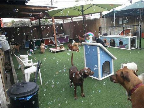 Now thats a doggie daycare Dog Play Area Indoor Ideas, Doggie Daycare Ideas, Doggy Daycare Ideas, Dog Daycare Ideas, Dog Daycare Design, Dog Boarding Ideas, Bubble Room, Hotel Pet, Indoor Dog Park