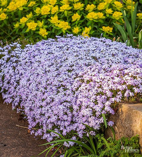 . Carpet Flowers Plants, Creeping Flox Perennials, Groundcover For Slopes, Ground Cover Plants For Sun Drought Tolerant, Flox Flower, Ground Cover For Slopes, Landscape Lighting Ideas Front Yards, Landscape Lighting Ideas, Moss Phlox