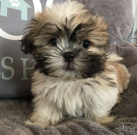 All About Shities Puppies | Shih Tzu and Maltese Cross Breed Yorkie Shih Tzu Mix Puppies, Shih Tzu Yorkie Mix Dogs, Shih Tzu Mix Breeds, Shitzu Mix, Shih Tzu Maltese Mix, Imperial Shitzu Puppies, Yorkie Shih Tzu Mix, Shih Tzu Poodle Mix, Shih Tzu Poodle