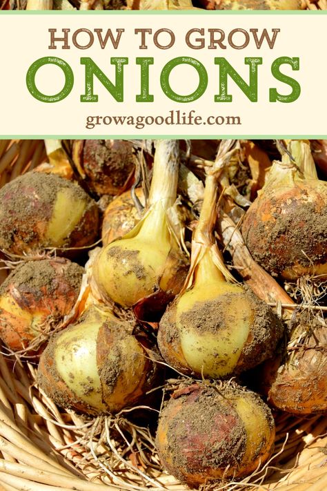 Storage Onions, When To Harvest Onions, Urban Yard, Harvesting Vegetables, Desert Homestead, Garden Canning, Store Onions, Harvest Onions, Storing Onions