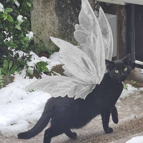 Cats With Wings, Fairy Cats, Fairies Aesthetic, Cat With Wings, Faerie Aesthetic, Fairy Cat, White Cats, Cat Aesthetic, Pretty Cats