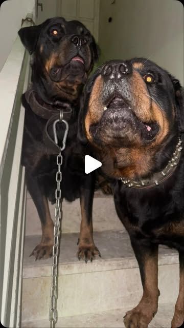 Rottweiler on Instagram Gentle Giant Dogs, Human Giant, Chill Guy, Helping Animals, Giant Dogs, Can You Help, Gentle Giant, Instagram Repost, Bad News