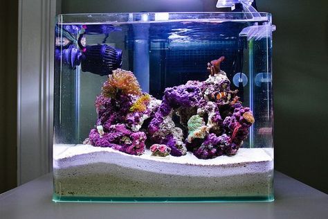 Reef Tank 4 Gallon Fish Tank, Reef Tank Aquascaping, Ikan Laga, Nano Reef Tank, Marine Fish Tanks, Saltwater Aquariums, Saltwater Aquarium Fish, Amazing Aquariums, Cool Fish Tanks