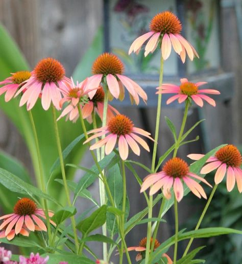 July Garden, Cozy Little House, Cone Flowers, Wild Flower Meadow, Illustration Blume, Abstract Floral Art, Wildflower Garden, Wildflower Bouquet, Plant Drawing