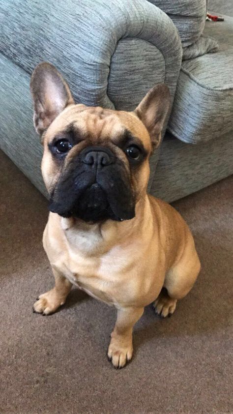 Fawn Frenchie, Anjing Bulldog, French Bulldog Pictures, French Bulldog Breed, French Bulldog Gifts, French Bulldog Dog, Frenchie Puppy, Cute French Bulldog, Bulldog Lover