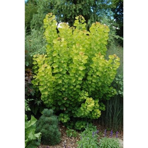 Cotinus coggygria 'Golden Spirit' -Smoke Bush Cotinus Coggygria Golden Spirit, Cotinus Coggygria, Reference Poses, Fall Color, Front Garden, Gardening Ideas, Art Reference Poses, Cottage Garden, Planting