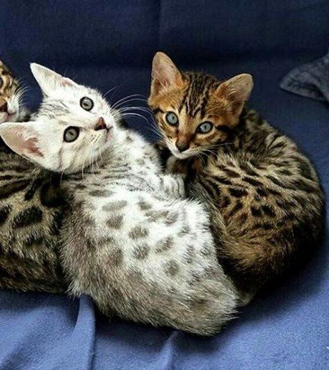 11 Best Egyptian Cat Names Bengal Kitten, Söt Katt, Image Chat, Bengal Cat, Cute Cats And Kittens, Cute Kittens, Art References, Pretty Cats, Beautiful Cats