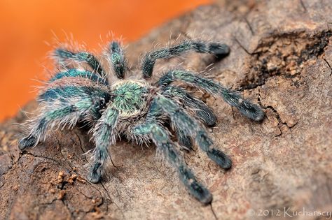 Pinktoe Tarantula, Pink Toe Tarantula, Rose Hair Tarantula, Tarantula Enclosure, Pet Tarantula, Arachnids Spiders, Pet Spider, Pink Toes, Arthropods