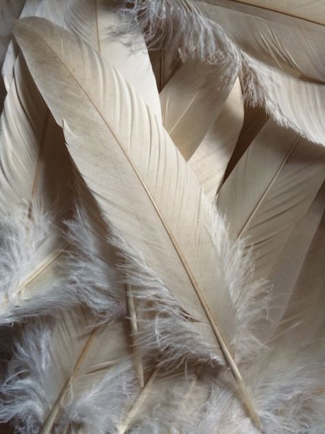 Feather Wings Aesthetic, White Feathers Aesthetic, White Feather Aesthetic, Plume Aesthetic, Feathers Aesthetic, Feather Aesthetic, Angel Feather, Feather Touch, Angel Aesthetic