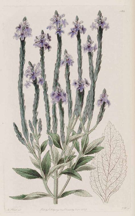 Blue Vervain (Verbena hastata L. [as Verbena paniculata]) Vervain Drawing, Verbena Hastata, Blue Vervain, Habitat Garden, Vintage Floral Design, Books Collection, Flower Essences, Plant Painting, Plant Drawing