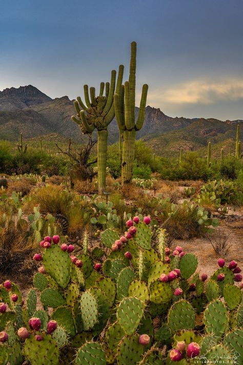 Plantas del desierto Desert Cactus Photography, Cactus In Desert, Desert Plants Landscaping, Cactus Mexico, Tropical Desert, Cactus Arizona, Mexico Cactus, Cactus Pictures, Cactus Photography