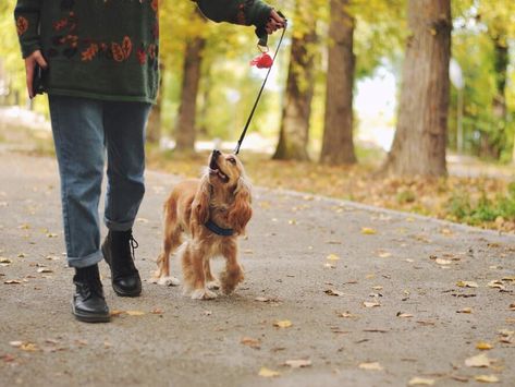 7 Dog Walking Mistakes You Might Be Making Tallest Dog, Walking The Dog, Purebred Dogs, Best Dog Breeds, Retriever Puppy, Weird Creatures, Beloved Dog, Dry Dog Food, Pet Parent