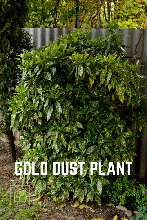 Japanese Laurel, Gold Dust Plant, Spotted Laurel, Aucuba Japonica, Things To Do Alone, Gold Dust, Indoor Gardening, Evergreen Shrubs, Red Fruit