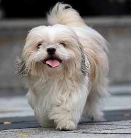 I just might have to get another shih tzu. Pretty Puppies, Family Friendly Dogs, Shitzu Puppies, Beautiful Puppies, Shih Tzu Funny, Famous Dogs, Lion Dog, Shih Tzu Puppy, Shih Tzu Dog