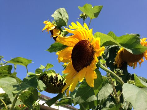 I never even planted these sunflowers.  They all came up from last year's seeds that had fallen on the ground. Mini Pumpkins, Sunflower, Seeds, Plants