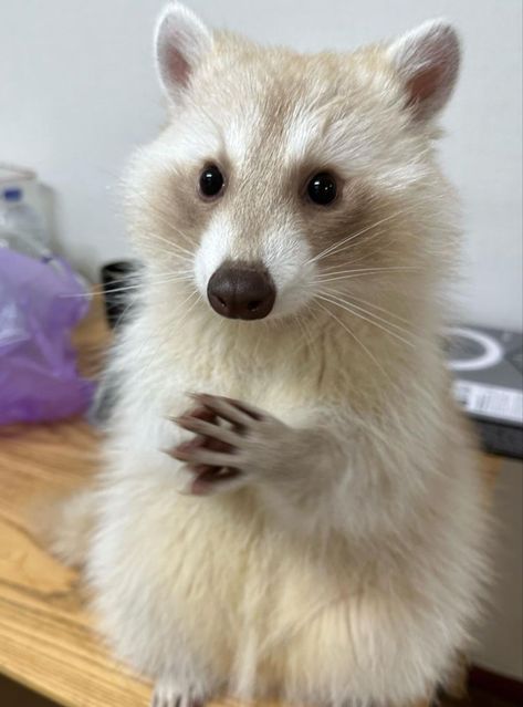 White Raccoon, Pet Raccoon, Cute Raccoon, Raccoon Funny, Funny Animal Photos, Cutest Animals, Trash Panda, Pretty Animals, Silly Animals