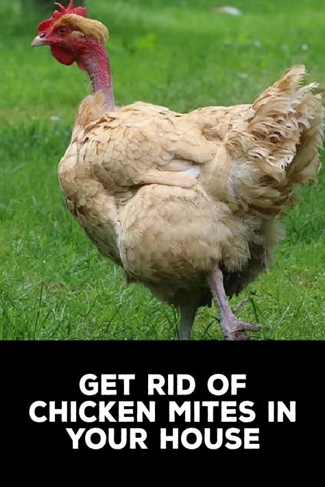 How to Get Rid of Chicken Mites in Your House Mites On Chickens, Mites On Humans, Dust Mites Bites, Chicken Mites, Molting Chickens, Lice Eggs, Clorox Bleach, Types Of Bugs, Household Plants