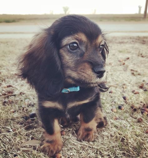 14 Dachshunds Mixed With Cocker Spaniel | The Paws Cocker Spaniel Dachshund, Bad Kid, Cocker Spaniel Mix, Female Dog Names, Dog Mixes, Cheap Dogs, Dachshund Mix, Purebred Dogs, Mixed Breed Dogs