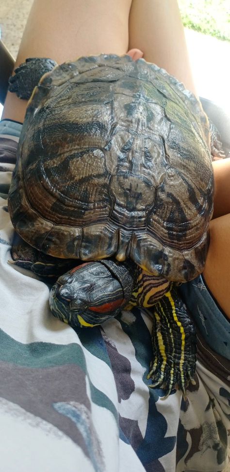 Red Ear Turtle, Turtle Pet, Types Of Turtles, Red Eared Slider Turtle, Turtle Aquarium, Land Turtles, Slider Turtle, Big Turtle, Tortoise Habitat