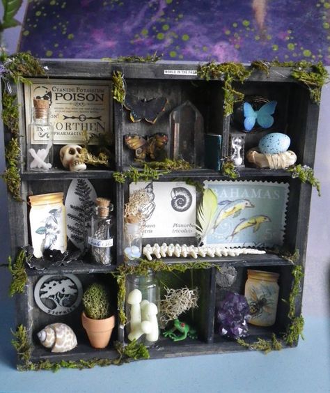 Halloween Curiosity Cabinet, Cabinet Of Curiosities Clay, Diy Mini Apothecary Cabinet, Mini Curiosity Cabinet, Diy Curiosity Cabinet, Diy Cabinet Of Curiosities, Cabinet Of Curiosities Miniature, Miniature Oddities Diy, Curiosity Cabinet Diy