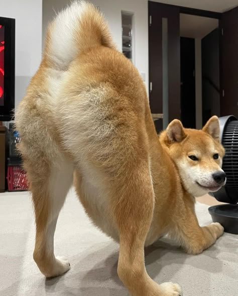 Shiba Inu Profile Picture, Shiba Inu Dog Funny, Shiba Christmas, Shiba Inu Funny, Shiba Inu Cute, Funny Shiba, Dog Baby Announcement, Shiba Inu Puppy, Shiba Inu Dog