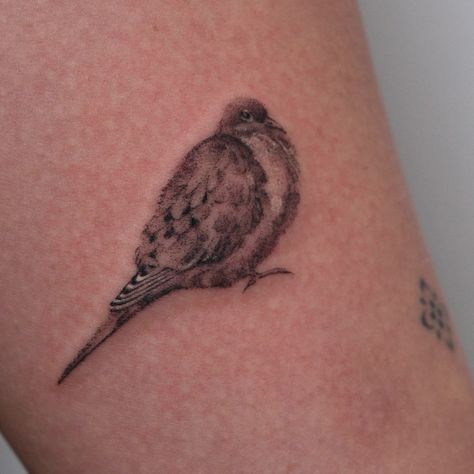 Mini mourning dove 🕊️🤎 thank you Perry Took <1 hour @inkpress.studio Morning Dove Tattoo, Dove Tattoos, Dove Tattoo, British Accent, Pet Bird, Birds Tattoo, Tatting, Tattoo Ideas, Thank You