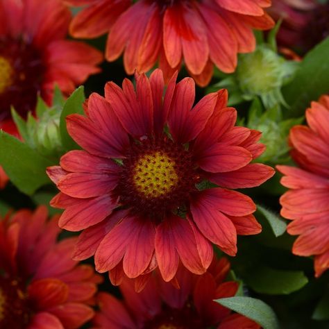 Perennial Mesa Red Blanket Flower Blanket Flower, Drought Tolerant Garden, Red Blanket, Plant Zones, Plant Tray, Red Petals, Bee Friendly, Pollinator Garden, Hardy Perennials