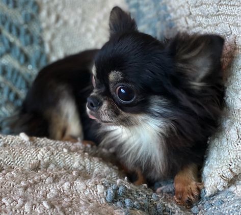 Available Chiuaua Dog, Fluffy Chihuahua, Long Haired Chihuahua Puppies, Miniature Chihuahua, Coco Puffs, Micro Teacup Puppies, Wrinkly Dog, Black Chihuahua, Teacup Chihuahua Puppies