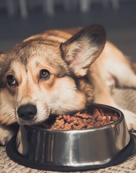 Dog Nutrition Tips for Picky Eaters: Boost Their Appetite! | by Jean P. Ames | Sep, 2024 | Medium Dog Nutrition, Dog Care Tips, Eat Well, Picky Eaters, Nutrition Tips, Dog Care, Fitness Nutrition, Eating Well, Care Tips