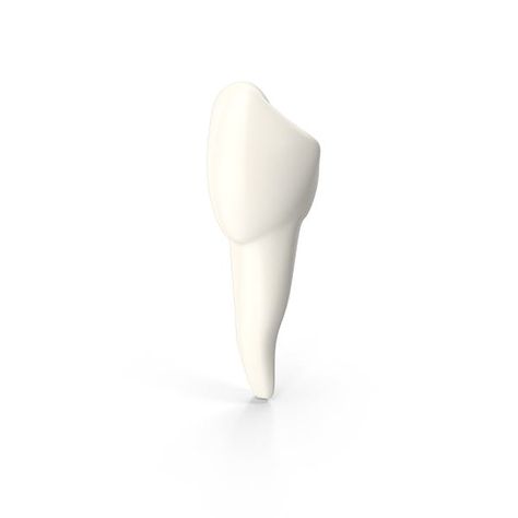 Canine Tooth by PixelSquid360 Bone Drawing, Teeth Images, Canine Teeth, Teeth Drawing, Canine Tooth, Human, Quick Saves