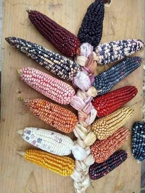 Backyard Garden Inspiration, Landscape Ideas Backyard, Wonderland Food, Y2k Old School, Backyard Gardening Ideas, Backyard Garden Design Ideas, Rainbow Corn, Backyard Garden Wedding, Princess Family