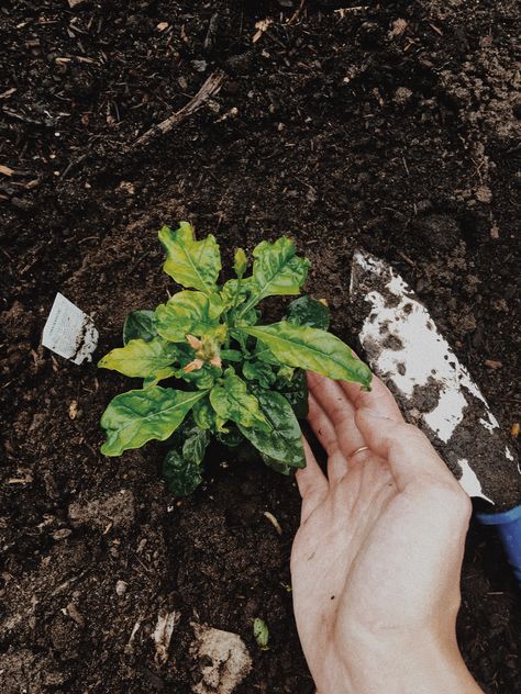 Hands Gardening, Jennifer Hartmann, Gardener Aesthetic, City Flowers, Nature Conservation, Spring Aesthetic, Spring Inspiration, Green Garden, Red Aesthetic