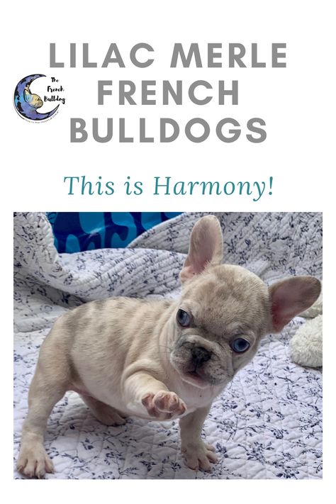 Hi I’m Harmony a lilac merle female French Bulldog. I spend my days eating and napping the days away. I cant wait to join my furever family! See more pics & videos of me! #FrenchBulldog #FrenchBulldogs #FrenchBulldogpuppy #FrenchBulldogpuppies #TheFrenchBulldog #cuteFrenchBulldogs #FrenchBulldogvideos #lilacfrenchbulldogs #greyfrenchbulldogs #LilacMerleFrenchBulldogs #MerleFrenchBulldogs #LilacFawnFrenchBulldogs Lilac Merle French Bulldog, Female French Bulldog, Lilac French Bulldog, Merle French Bulldog, French Bulldog Puppy, French Bull, My Days, French Bulldog Puppies, French Bulldogs