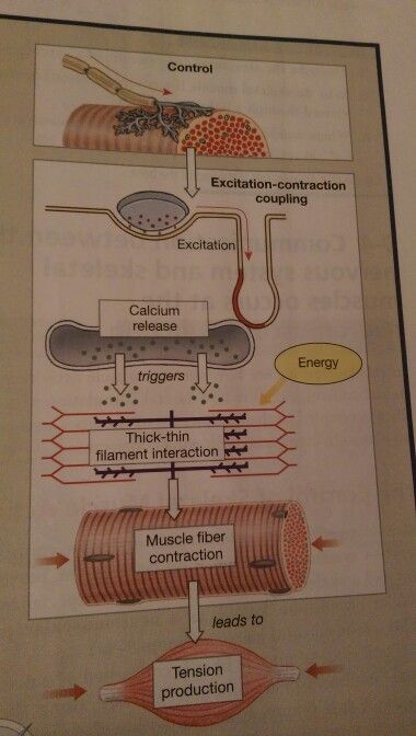 Muscle Fiber, Musculoskeletal System Nursing Notes, Physiology Of Muscle Contraction, Muscular System Anatomy Notes, The Musculoskeletal System, Skeletal Muscle Anatomy, Labeled Muscle Diagram, Muscular System Anatomy, Tissue Biology