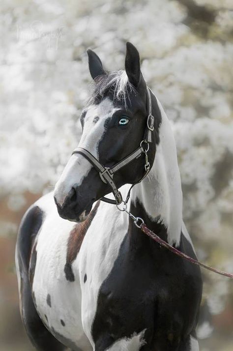 Pinto Horse Rare Horses, American Paint Horse, Pinto Horse, American Saddlebred, Barrel Racing Horses, Paint Horse, Most Beautiful Horses, Appaloosa Horses, Horse Stalls