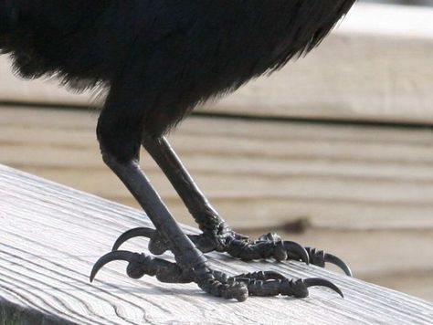 Crow Legs Reference, Bird Legs Reference, Bird Legs On Human, Crow Anatomy, Qsmp Philza, Crow Pictures, Leg Reference, Bird Puppet, Dark Window