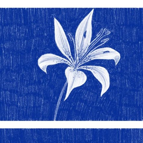 Anna Viola ౨ৎ on Instagram: "wood & easter lilies from my zine “a collection of lilies vol. 1” available as a print on my inprnt shop💙link in bio💙 #lilies #flowerart #digitalart #procreate #floweraesthetic #bluemonochrome #flowersketch" Lillies Illustration, Lillies Aesthetic, Drawing Ideas Procreate, Lilies Illustration, Lily Arrangement, Lily Illustration, Lily Drawing, Paper Lily, Easter Lilies