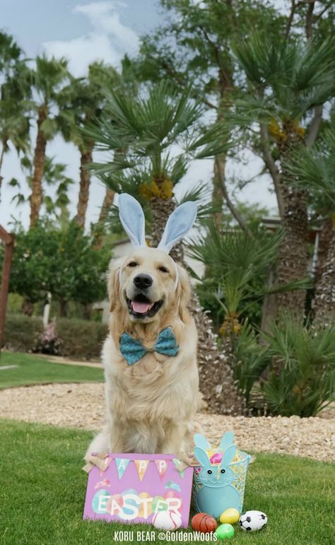 Eggciting First Easter | Easterdog KORU BEAR Easter Dog Photos, Pets Photoshoot, Easter Animals, Dog Easter, Easter Photoshoot, Puppy Portraits, Easter Dog, Dog Photoshoot, Easter Pictures